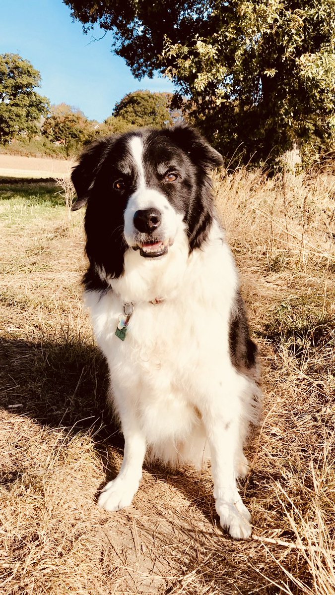 kathylauramoss's tweet photo. R.I.P. Sonny. 02/05/07-16/09/22
He was the goodest of good boys, and leaves a huge hole in our hearts. Love you SunBun 💔 https://t.co/MKDTSorUSY
