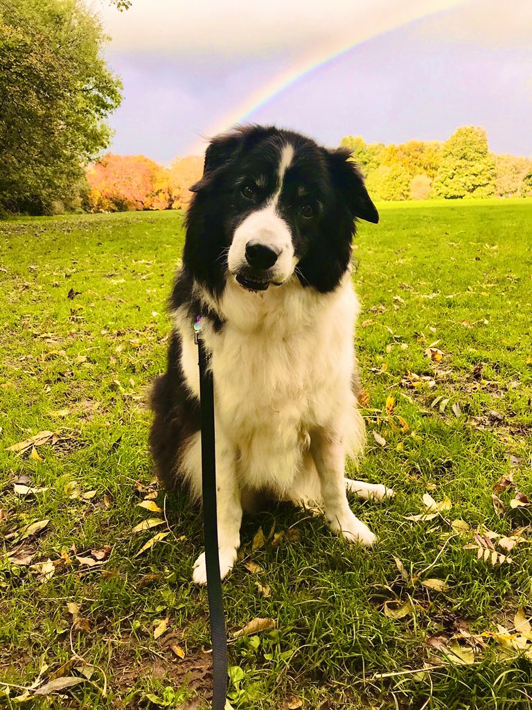 kathylauramoss's tweet photo. R.I.P. Sonny. 02/05/07-16/09/22
He was the goodest of good boys, and leaves a huge hole in our hearts. Love you SunBun 💔 https://t.co/MKDTSorUSY