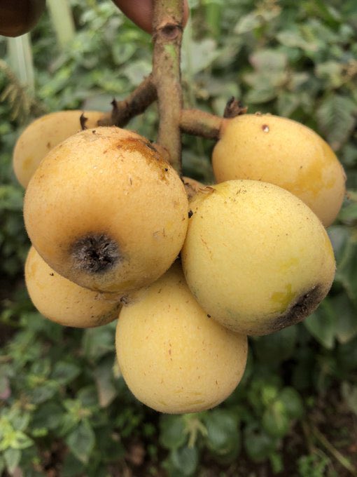 HeemMufc's tweet photo. How do you call them in your mother language ? https://t.co/EoQRydwaKn