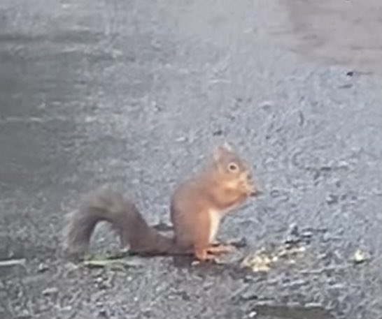 IngramValleyGB's tweet photo. Greeted by a Red Squirrel on the way to collecting Safari guests from Ingram House B&B this morning. Hope you’re having a great Birthday weekend Mrs Hampson 🥂 #ingramvalleyfarmsafari #redsquirrel #redsquirrelsofinstagram https://t.co/c9Xdjailw6