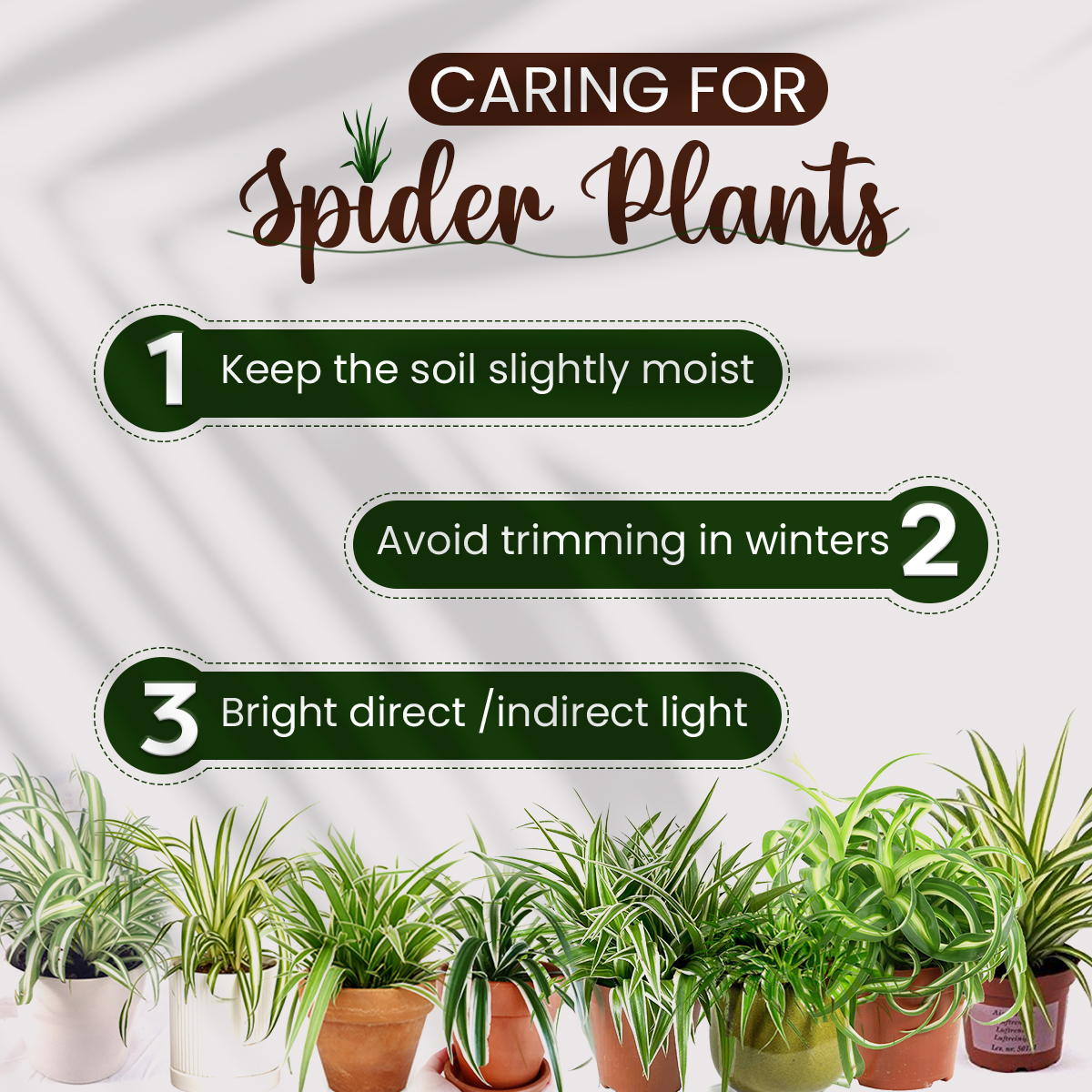 plantmyplacein's tweet photo. The spider plant (Chlorophytum comosum) is considered one of the most adaptable of houseplants and the easiest to grow.

#plantmyplace #spiderplants #plantscare #homedecor #plantssale #plantmoms #plantlovers #naturelovers #indirectlight #gardenlovers https://t.co/gKQEeoZgqw