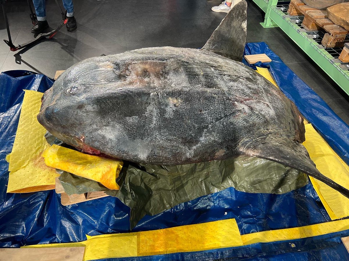 In Leiden wordt op dit moment een echte maanvis tentoongesteld. De Mola Mola spoelde december vorig jaar aan op Ameland. De maanvis wordt opgezet en komt in de collectie van Naturalis terecht. Vanavond om 22.30 uur meer in #hvnl .  #maanvis #naturalis