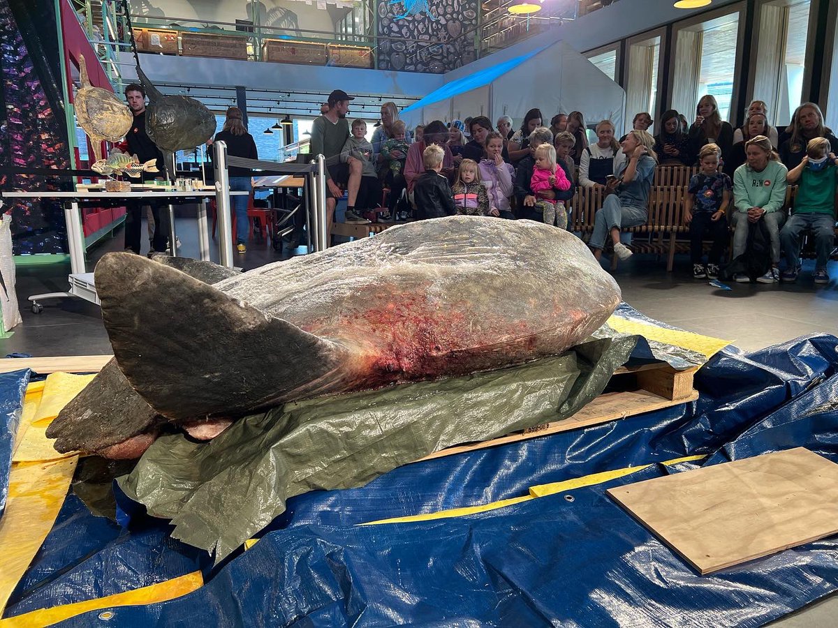 LexHVNL's tweet photo. In Leiden wordt op dit moment een echte maanvis tentoongesteld. De Mola Mola spoelde december vorig jaar aan op Ameland. De maanvis wordt opgezet en komt in de collectie van Naturalis terecht. Vanavond om 22.30 uur meer in #hvnl .  #maanvis #naturalis https://t.co/5cXtu6ADgy