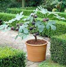 CurableSmoothie's tweet photo. The Effects of Healthy Food #CommonFig or #Fig (Ficus carica) on #ViralInfection https://t.co/TuCZSxFpIV https://t.co/B4OTIazyF3