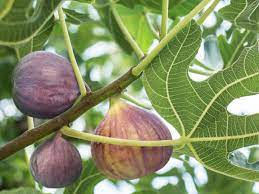 CurableSmoothie's tweet photo. The Effects of Healthy Food #CommonFig or #Fig (Ficus carica) on #ViralInfection https://t.co/TuCZSxFpIV https://t.co/B4OTIazyF3