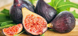 CurableSmoothie's tweet photo. The Effects of Healthy Food #CommonFig or #Fig (Ficus carica) on #ViralInfection https://t.co/TuCZSxFpIV https://t.co/B4OTIazyF3