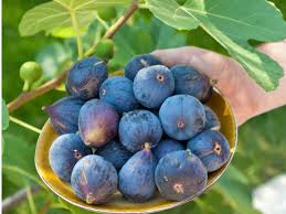 CurableSmoothie's tweet photo. The Effects of Healthy Food #CommonFig or #Fig (Ficus carica) on #ViralInfection https://t.co/TuCZSxFpIV https://t.co/B4OTIazyF3