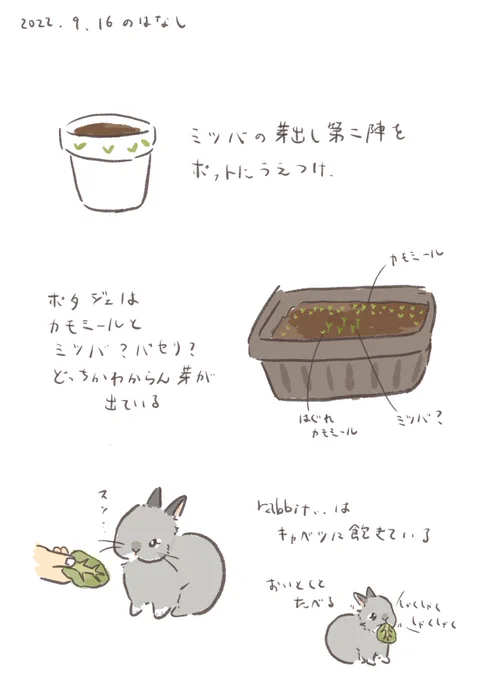 最近日記の情報量がいつにも増して少ないのは私のキャパの都合でrabbit…は毎日元気でうんこのひとつひとつが輝いています☀️

#うさぎのいる生活 