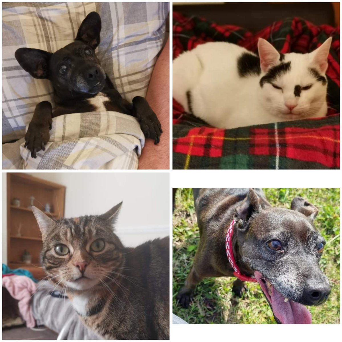 buttonmushuk's tweet photo. Ok #MHHSBD slightly off topic.  Show me your furbabies.  Mine are Lexi (dog) Domino (white and black cat) and Arya (tabby cat) 

#showmeyourpets https://t.co/c6J1yKMxti