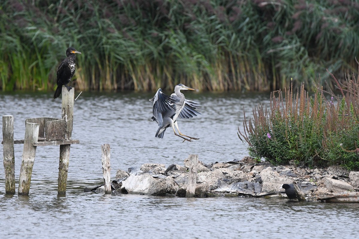 Heron coming into land