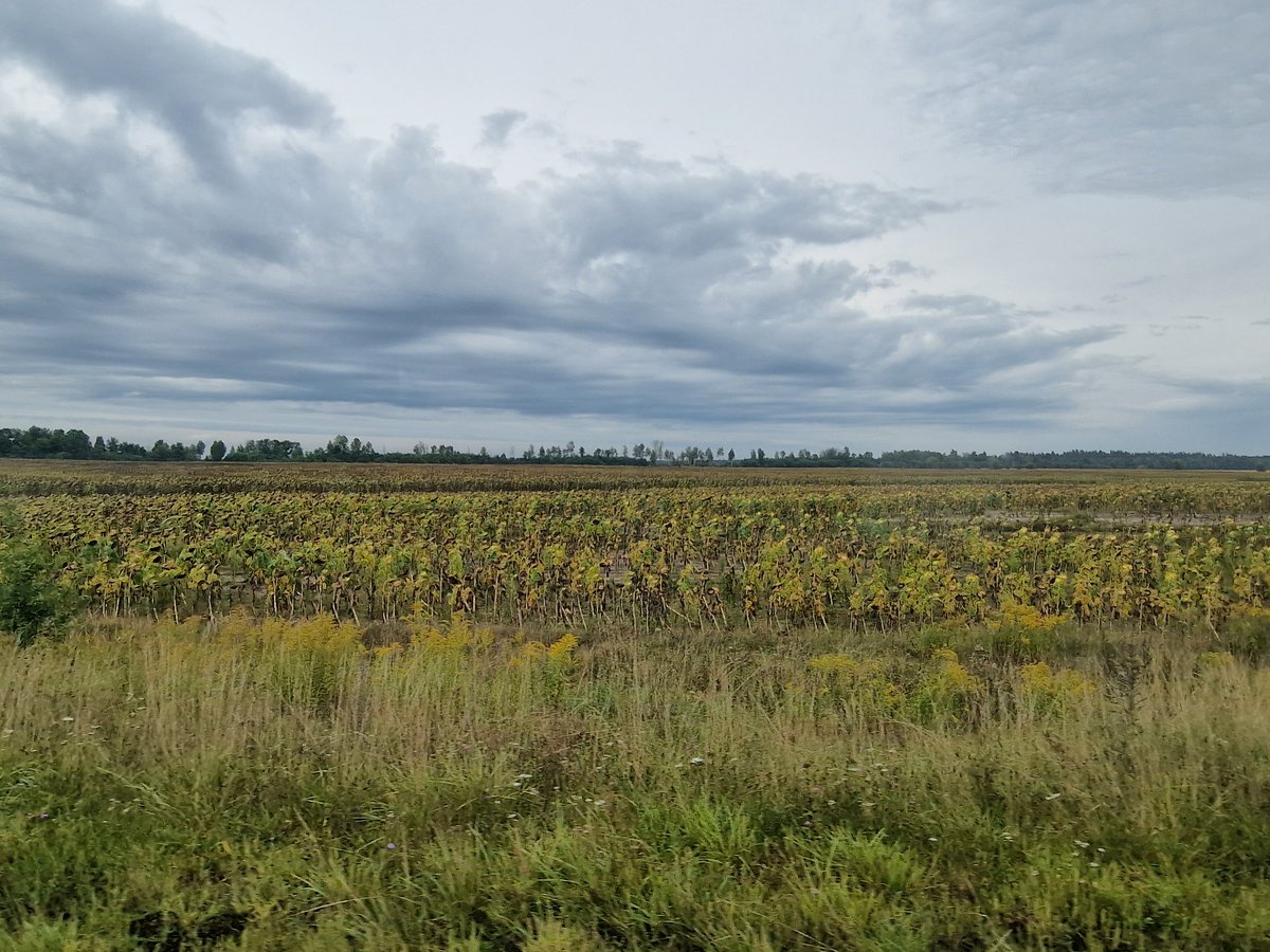 OkandSoldat's tweet photo. Många fält i Ukraina vissnar istället för att skördas. Drivmedel är dyrt, infrastrukturen är bombad, fälten är minerade och männen är vid fronten. De kommer att behöva betydande och långtgående ekonomiskt stöd från väst för att klara sig igenom, och efter kriget. https://t.co/gbszPtV8NE