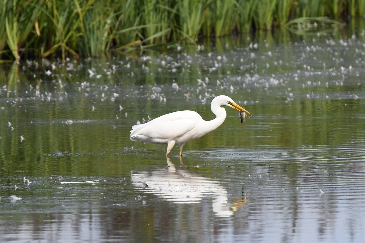 Great white egret with a perch at RSPB Middleton a while back