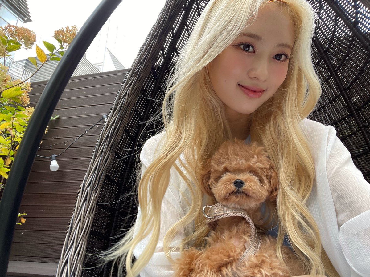 BabyGiantMay's tweet photo. {📸} |17.09| Atualização da May no Weverse 

~ O cachorrinho que olha tão bem para a câmera 🤍
 Lullet, bom fim de semana

#May #메이 #CherryBullet #체리블렛  @cherrybullet @CherryBullet_jp https://t.co/OSLIIMI0cP