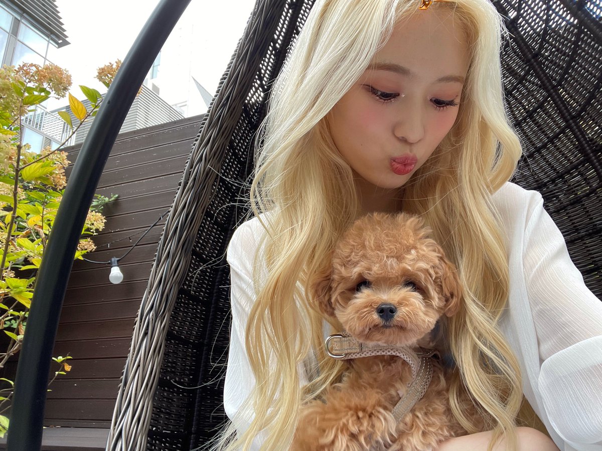 BabyGiantMay's tweet photo. {📸} |17.09| Atualização da May no Weverse 

~ O cachorrinho que olha tão bem para a câmera 🤍
 Lullet, bom fim de semana

#May #메이 #CherryBullet #체리블렛  @cherrybullet @CherryBullet_jp https://t.co/OSLIIMI0cP