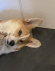 Nikebator's tweet photo. *disapproving corgi in the background*
#gaycum #gayexhibtionsm #gayexposing #gaypoppers #poppers #cumcontrolfun #popperbators https://t.co/ghya4WuzRO
