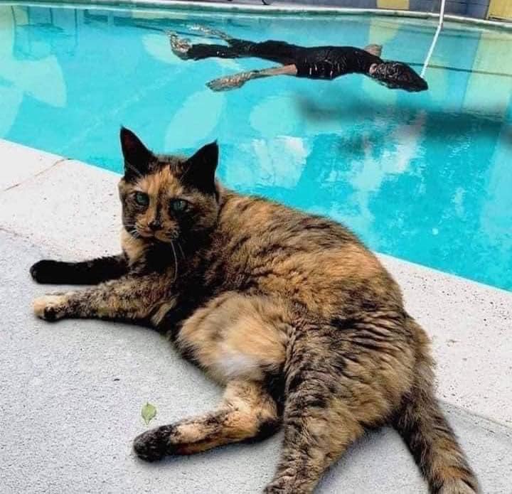 PetsArabic's tweet photo. حاول هذا الرجل تمثيل تعرضه للغرق حتى يرى رد فعل قطته 🐈 .. 
الصورة الاخيرة 😹🐈😸 https://t.co/iqeH11rCHJ