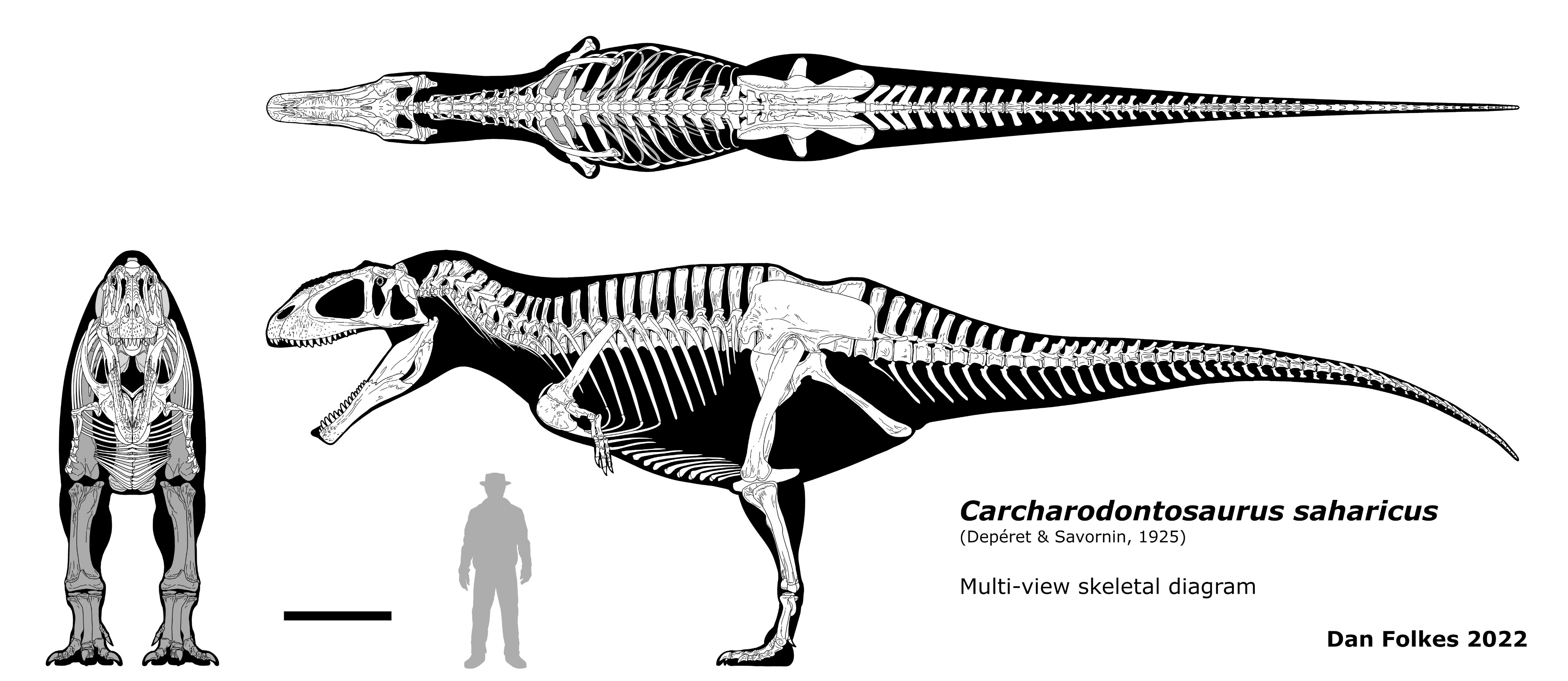 carcharodontosaurus fossil