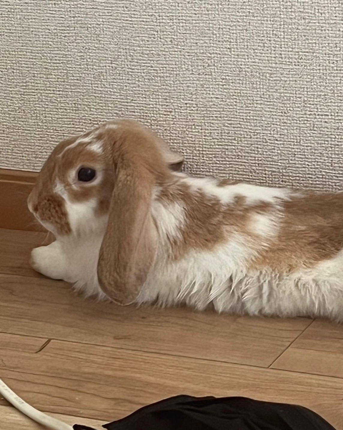 うさぎ里親募集 Twitter Search Twitter