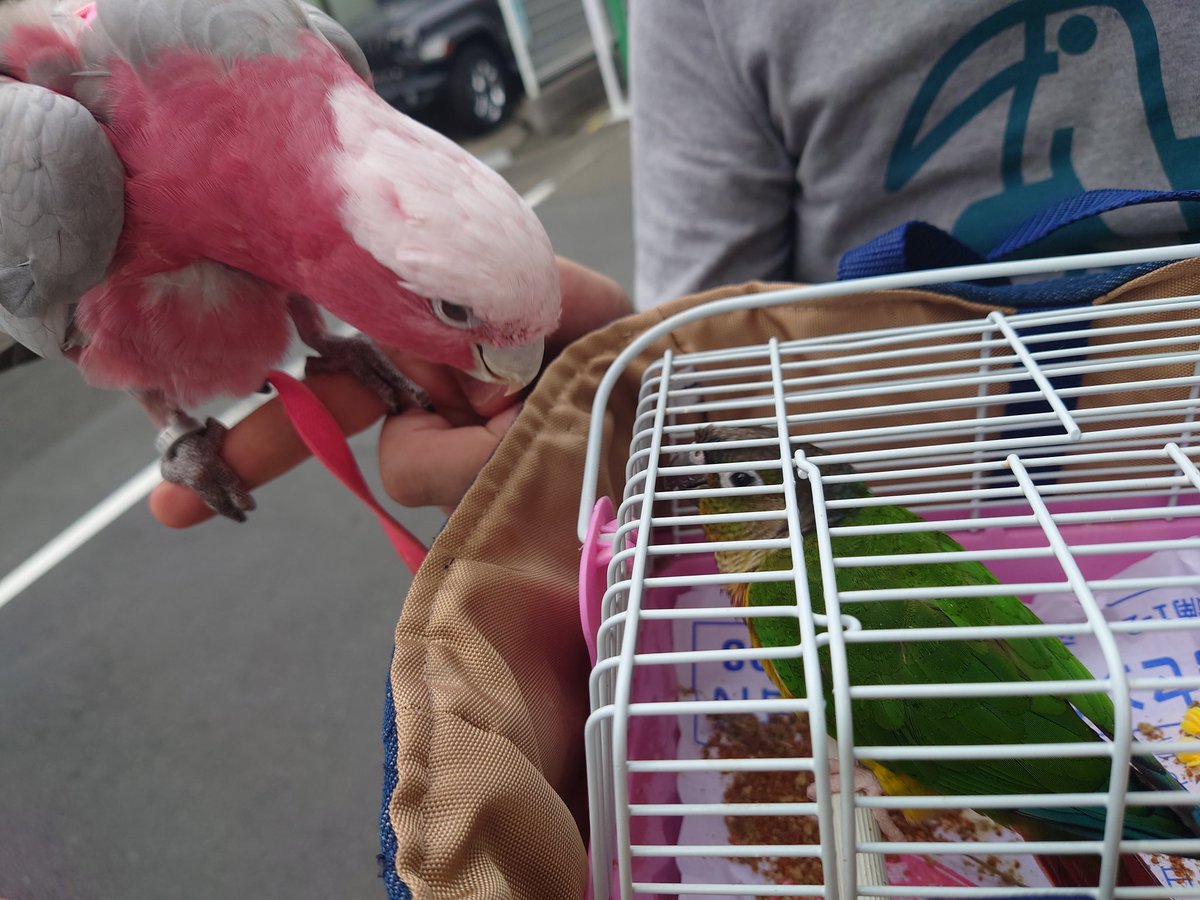sanokameinko's tweet photo. 今日は、ことのわさんの #BIRDESTday　にサンとナナと一緒に行ってきました🦜❤️
サン・ナナ、皆さんに可愛がってもらって良かったね💕
https://t.co/kaEjeVwqst
#チョアのたまご
#ことのわ
#BIRDEST
#sweetbird
#もぐらのだんな
#とらたまや
#アトリエ山鳩
#オカメインコ
#サン
#ウロコインコ
#ナナ https://t.co/etiDOr6UG6