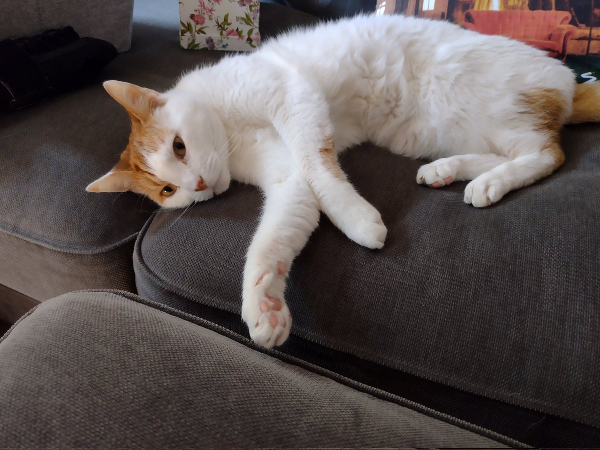 You can have your* spot back human, under the condition that it becomes your tomb.

*contested

#Caturday #TheCatsWeTweet