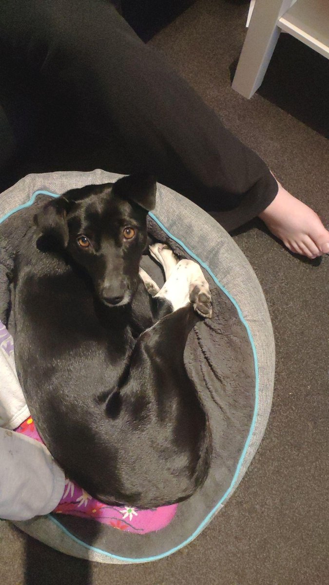 Nodame_7's tweet photo. Note to self: when dogsitting, don't watch #PreyMovie or things with dogs in them! It really riles Ripley up 😅😣😓 Had to change to watching #FreeGuy https://t.co/fO2sS4kC4I