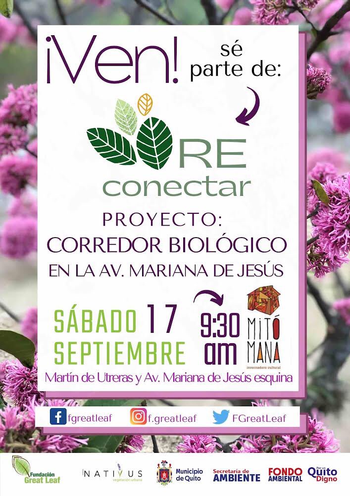 💥Hoy arrancamos con este hermoso proyecto en Quito para incrementar la biodiversidad en la ciudad! 

🔔Todxs invitados a ser parte de este encuentro donde les contaremos de que trata el corredor biológico de la Av. Mariana de Jesús

🗓9:30 am en Casa Mitomana