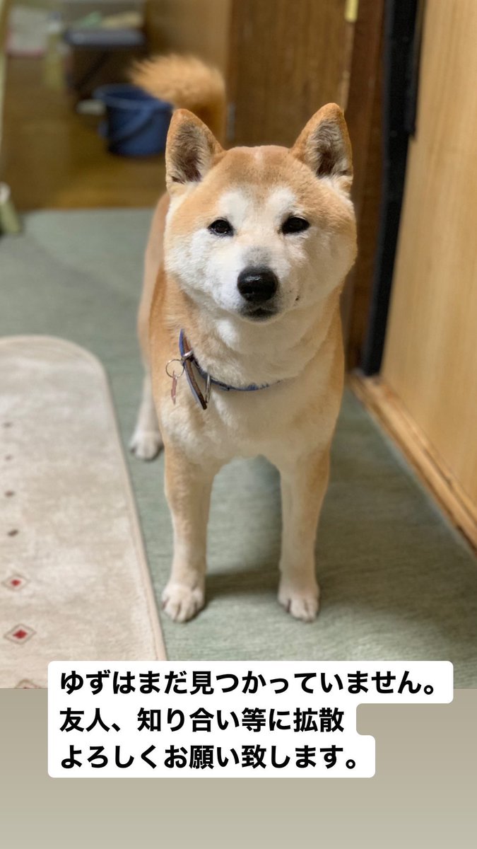 c83517347's tweet photo. ゆずは未だ行方不明です。保護してくださっている方、7月になってから似たような犬を保護して下さってるのを見かけた方、心当たりありましたらご連絡よろしくお願いします。(全道の方拡散希望です) https://t.co/1t8dkCrtQe