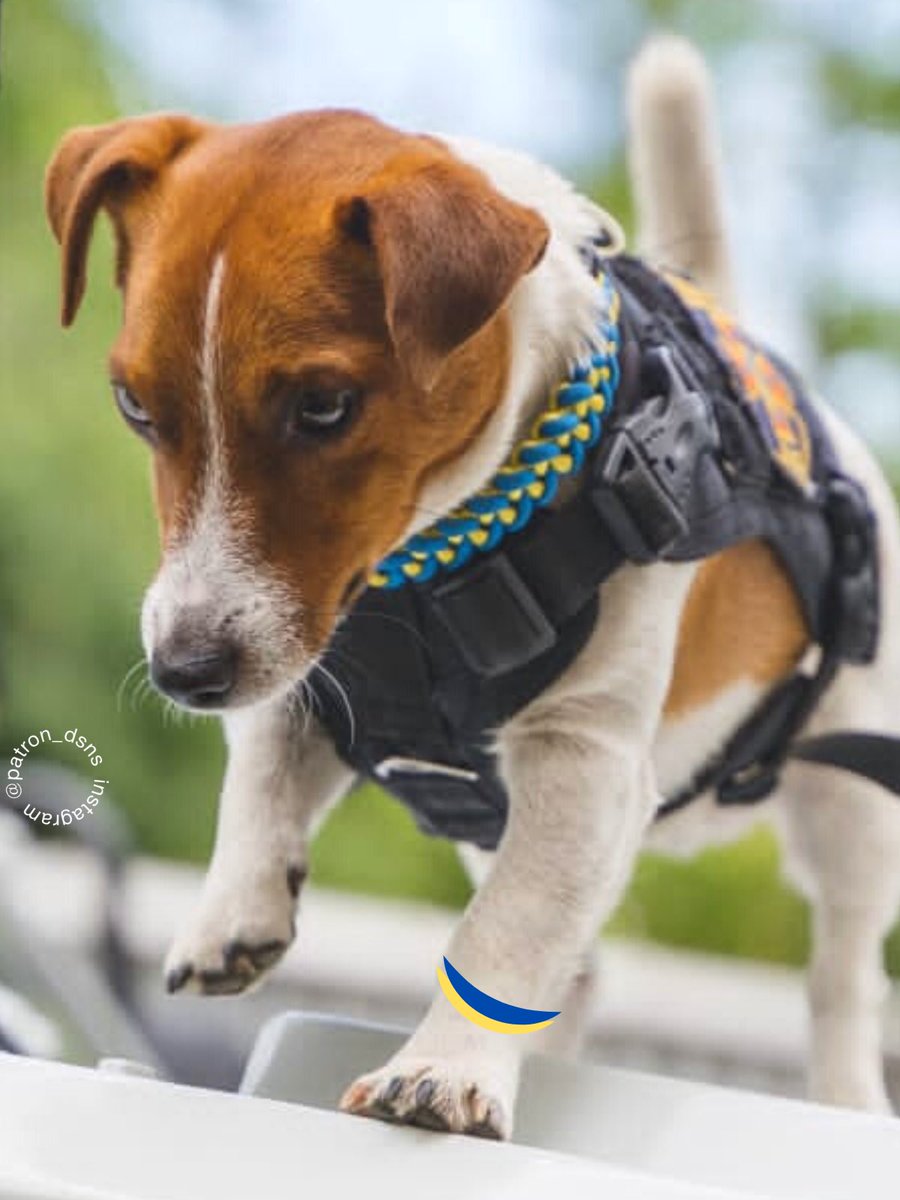 Dogs don’t wear bracelets.But today, the blue-yellow bracelet is of great importance.If you have one or would like to buy one, know that by wearing it,you are speaking out against terrorism and genocide.The blue and yellow bracelet is a symbol of struggle. #russiaisaterrorisstate
