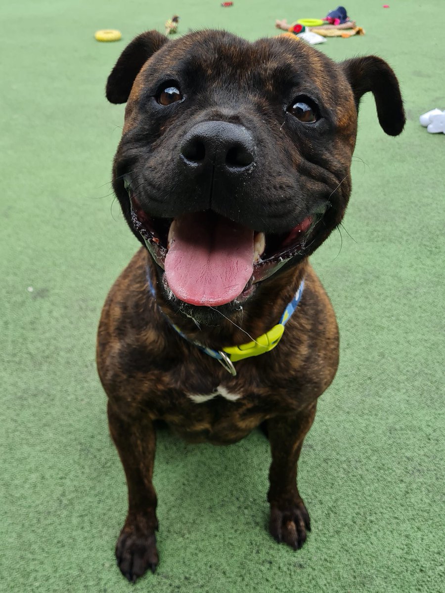 Please retweet to help Ronnie find a home #BRISTOL #UK 

Smiley Staffie aged 1-3. He's looking for a loving adult home to help build his confidence. 
He needs to be the only pet. 

DETAILS or APPLY👇
bristolarc.org.uk/rehoming/dogs/………

#dogs #Staffie #animals #pets