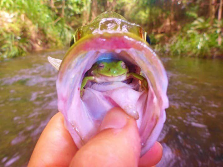 amzwold's tweet photo. Surprise...surprise......🐸🐟
#amazingworld #amaxiom #amzwold #Earth  #nature https://t.co/iDbT6mtYhm