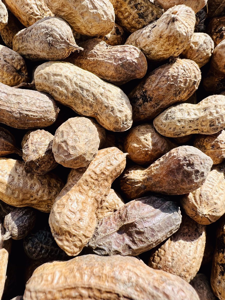 maetBzh's tweet photo. 🥜🥜 Cacahuète bretonne 🥜🥜
Avant dernière étape : après un séchage d’un mois, tests de torréfaction en cours👌
Pour le dernière étape, celle de la dégustation, rdv le 20 septembre😅 #50ansstationauray 🥂 https://t.co/3yNF4yG558