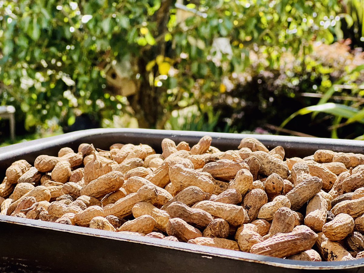 maetBzh's tweet photo. 🥜🥜 Cacahuète bretonne 🥜🥜
Avant dernière étape : après un séchage d’un mois, tests de torréfaction en cours👌
Pour le dernière étape, celle de la dégustation, rdv le 20 septembre😅 #50ansstationauray 🥂 https://t.co/3yNF4yG558