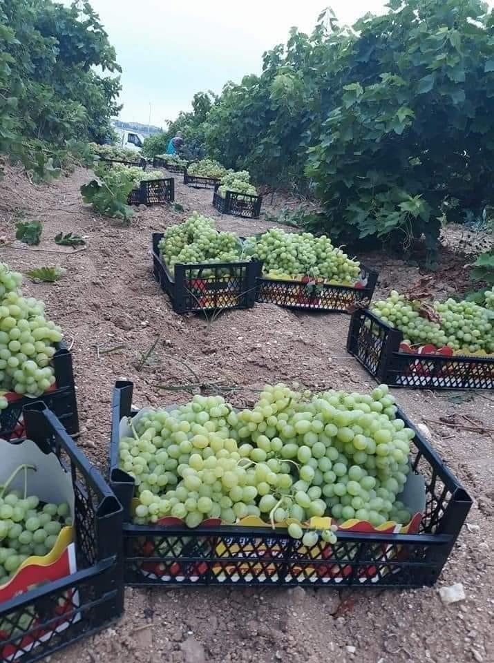 WorldlyHQ's tweet photo. Table grape varieties are profitable because they can give a yield of 20, 30, or even 50 tons per hectare. Are you interested in growing them? https://t.co/WNBJeYGapl