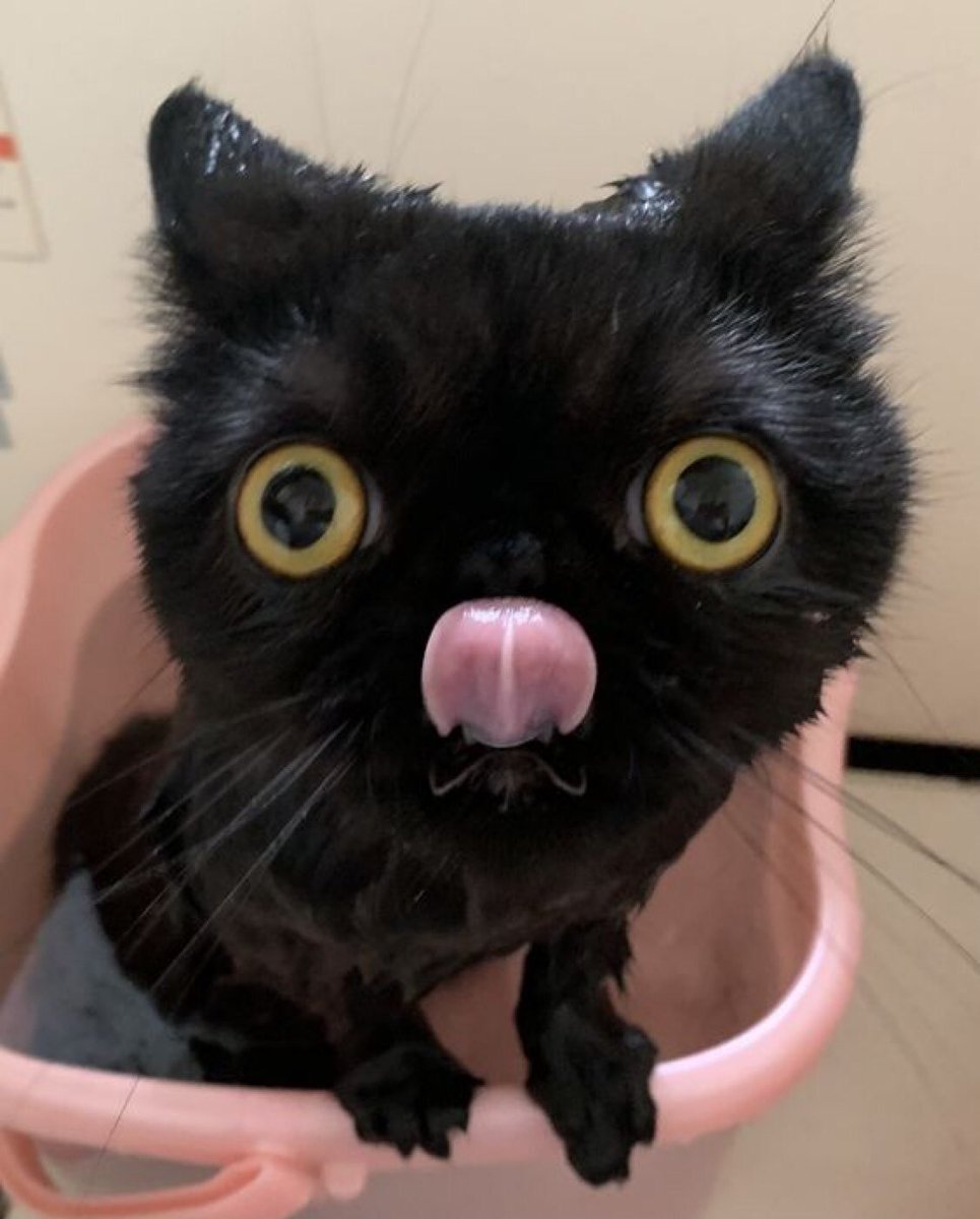 cats who share one braincell (@catbraincell) on Twitter photo 