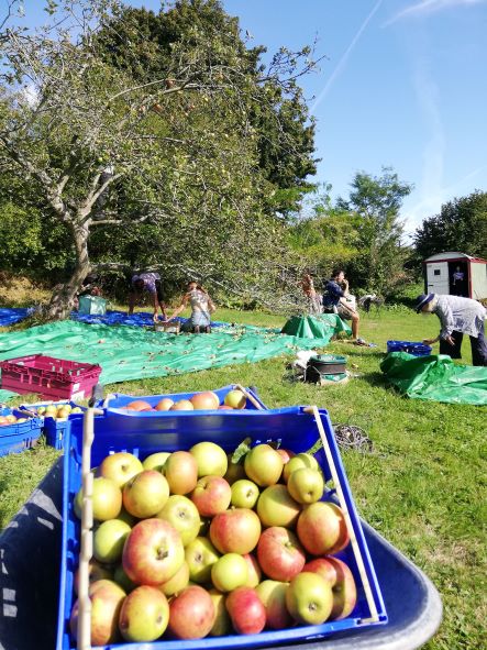 Orchardshare's tweet photo. Thanks to @GrowBatheaston for picking vast numbers of apples at Northend today! So beautiful at the orchard. https://t.co/orcT4tW1Xg