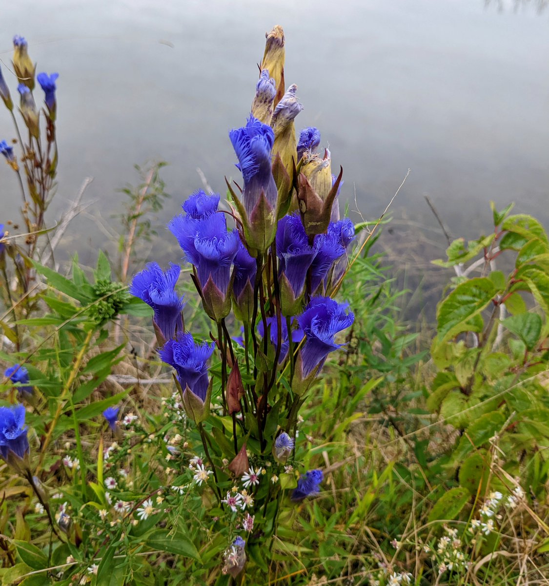 Fringed gentian (Gentianopsis crinita) having a good year in Ithaca