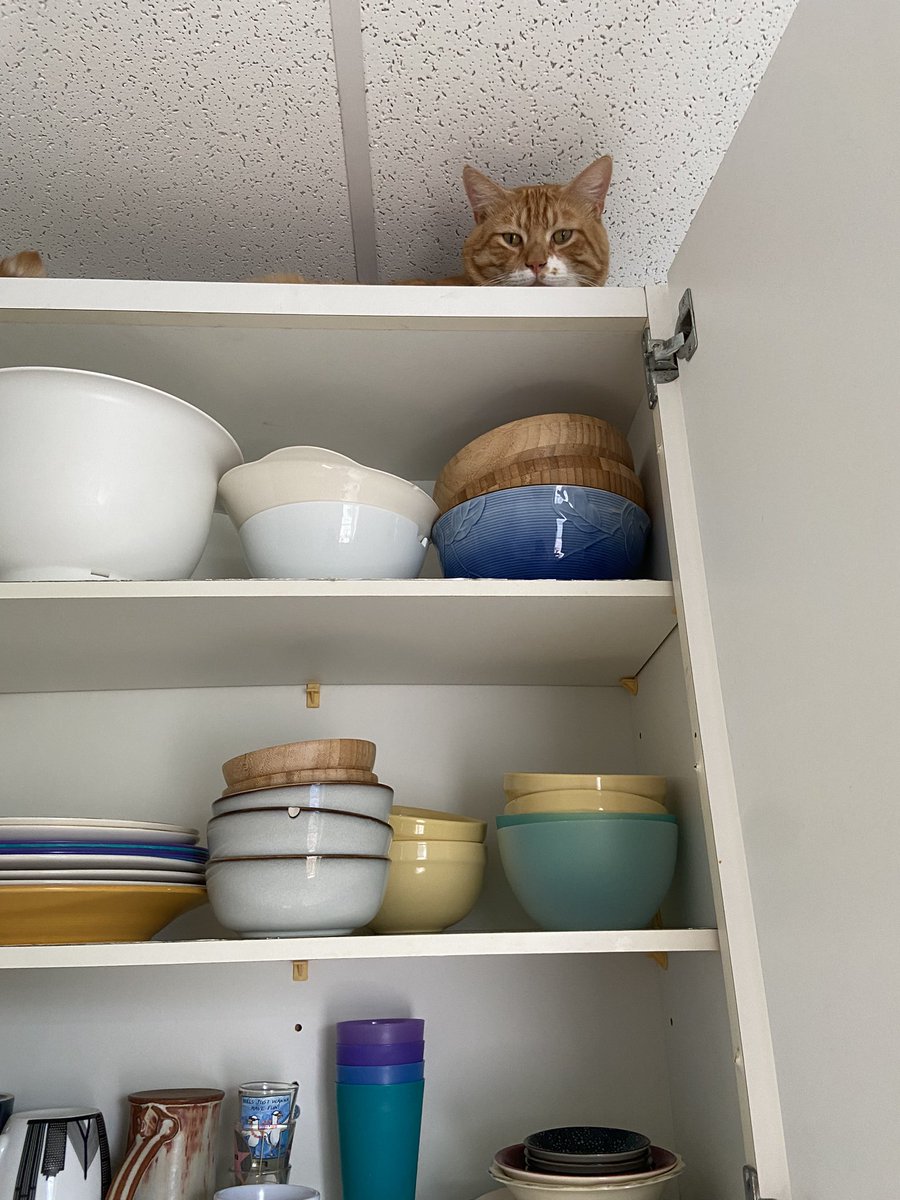 guärdian of thee kimtchen 🥸 #CatsOfTwitter #masterofdisguise #alverino