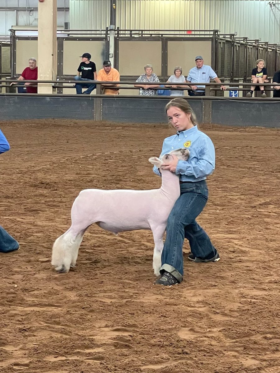 CentralHighFFA1's tweet photo. Jamison Scott wins Reserve Grand at the State Fair.  Tyller Mitchell was Reserve Breed Hair. Tobie Mitchell had a class winning Southdown https://t.co/XowYl31jQT
