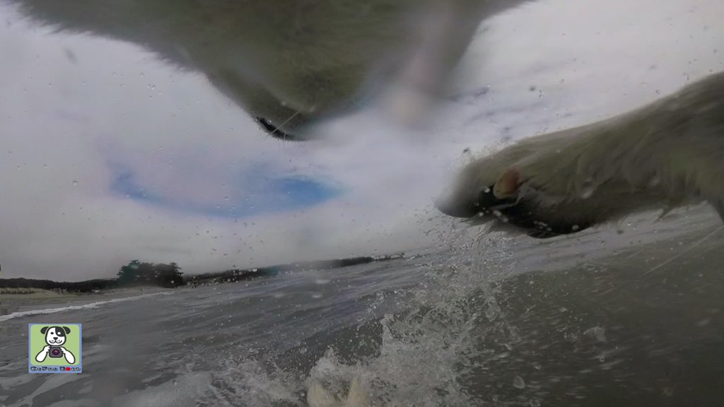 GoProCharlie1's tweet image. GoPro Charlie sez my momz got mad #GoProHERO11 skillz! Attached the GoPro to Appa the husky! 🐶💦📸💦🌉😎🤪😂 #SanFrancisco #goldengatebridge #goprodogs #goprocharlle #dogcelebration #landofdogs #dogsoftwitter 🐶💦📸💦🌉😎🤪😂