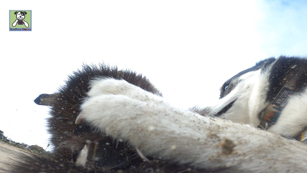 GoProCharlie1's tweet image. GoPro Charlie sez my momz got mad #GoProHERO11 skillz! Attached the GoPro to Appa the husky! 🐶💦📸💦🌉😎🤪😂 #SanFrancisco #goldengatebridge #goprodogs #goprocharlle #dogcelebration #landofdogs #dogsoftwitter 🐶💦📸💦🌉😎🤪😂