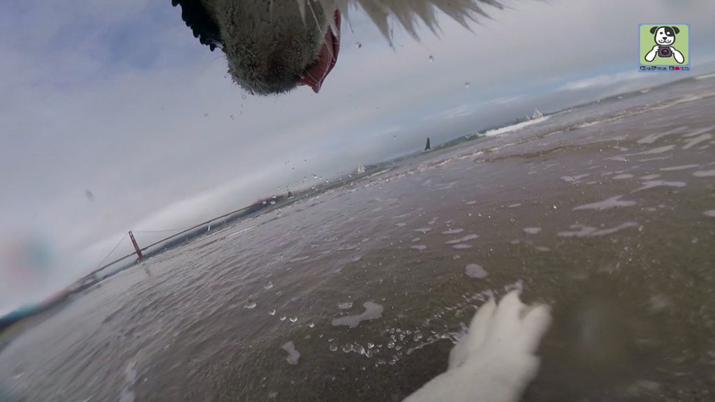 GoProCharlie1's tweet image. GoPro Charlie sez my momz got mad #GoProHERO11 skillz! Attached the GoPro to Appa the husky! 🐶💦📸💦🌉😎🤪😂 #SanFrancisco #goldengatebridge #goprodogs #goprocharlle #dogcelebration #landofdogs #dogsoftwitter 🐶💦📸💦🌉😎🤪😂