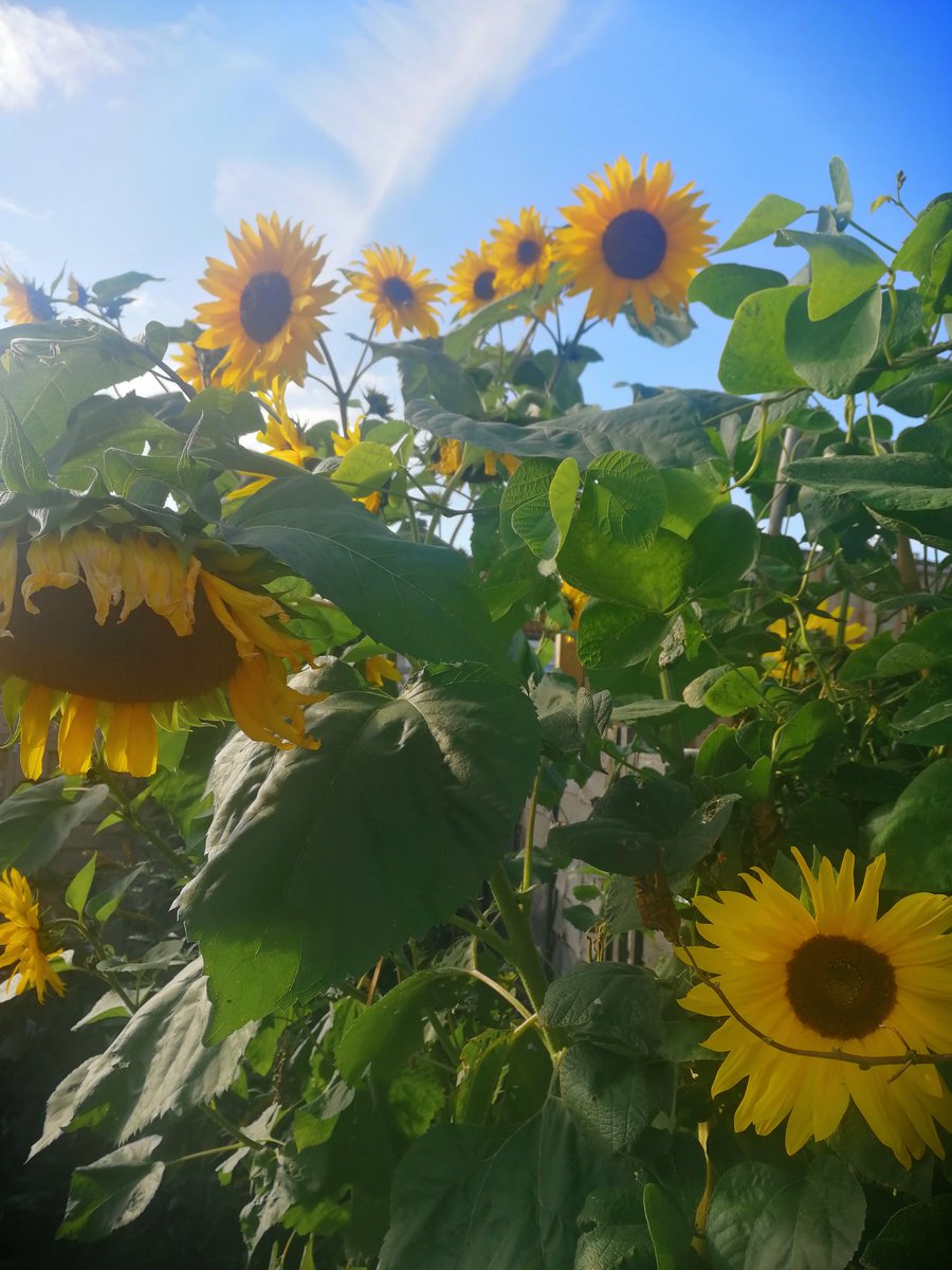 Paulapickle13's tweet photo. Sunflowers in garden are still  going strong 🌻🌻, have a lovely evening and weekend #plants #Flowers https://t.co/ma8eGpuPmm