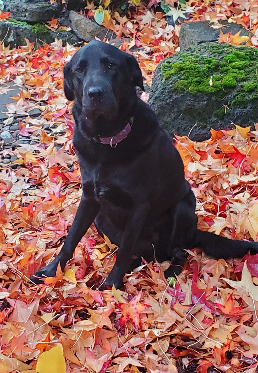 bratgrrl's tweet photo. @gofundme Please consider helping Max and me!
He saved my life, now I need to save his!
He's my service dog~
Please share!
This is my baby Max, I rescued him about 18 months ago, he just turned 3! Max has gone through so much in the last 2 months 
 https://t.co/c6VfQb18zX https://t.co/gKs7OzX5M3