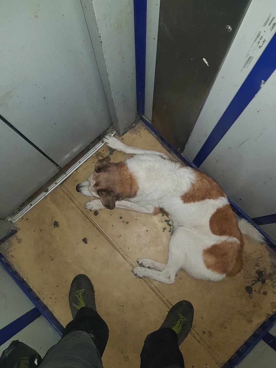 Oleg Muravitskiy tweet media