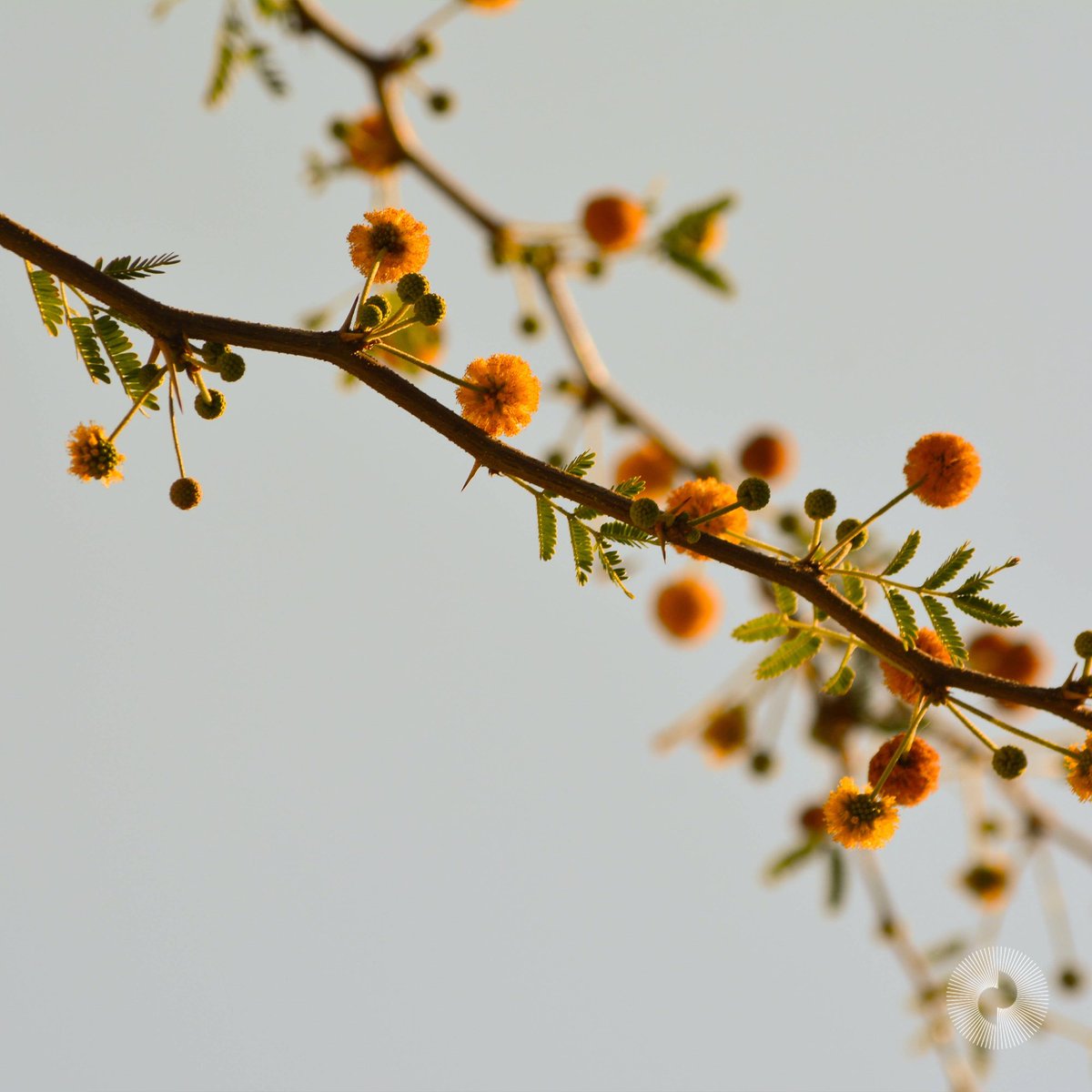 HeartfulnessUae's tweet photo. Ｓｔｅｐ 6 ｆｏｒ ｐｅａｃｅ - The Power of Happiness
Think of something that makes you happy?
50% of happiness comes from our genetic baseline, 10% from external factors, and 40% from the quality and condition of our own mindset. https://t.co/m7JOr5yB97