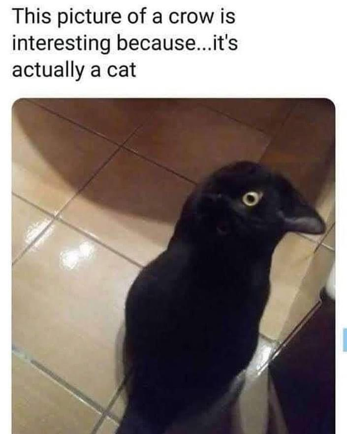 WholesomeMeme's tweet photo. https://t.co/1DlFckDLgZ
