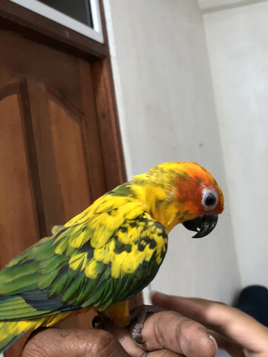 Distoeknee's tweet photo. Lost this Bird near Hulhumale Pikpost on 17th September. 
Responds to the name "Maney".
If found please contact 9644646
Pls Share https://t.co/jXtQqzr21H