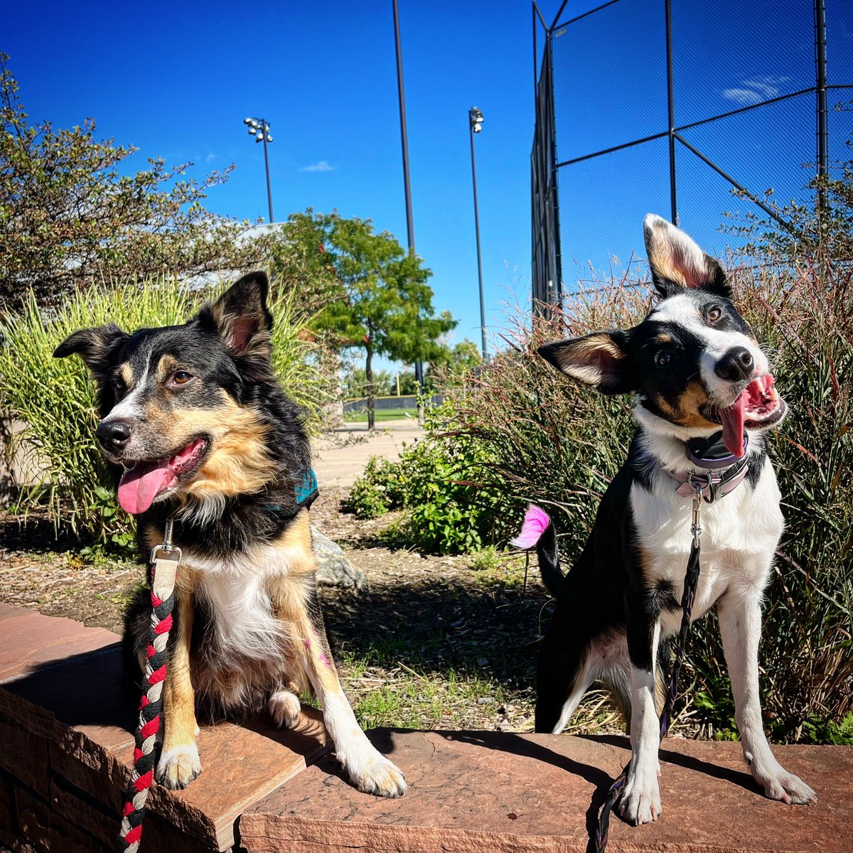 TeamFGBC's tweet image. #colorado mornings make for beautiful #training days for the #dogs #dogsoftwitter