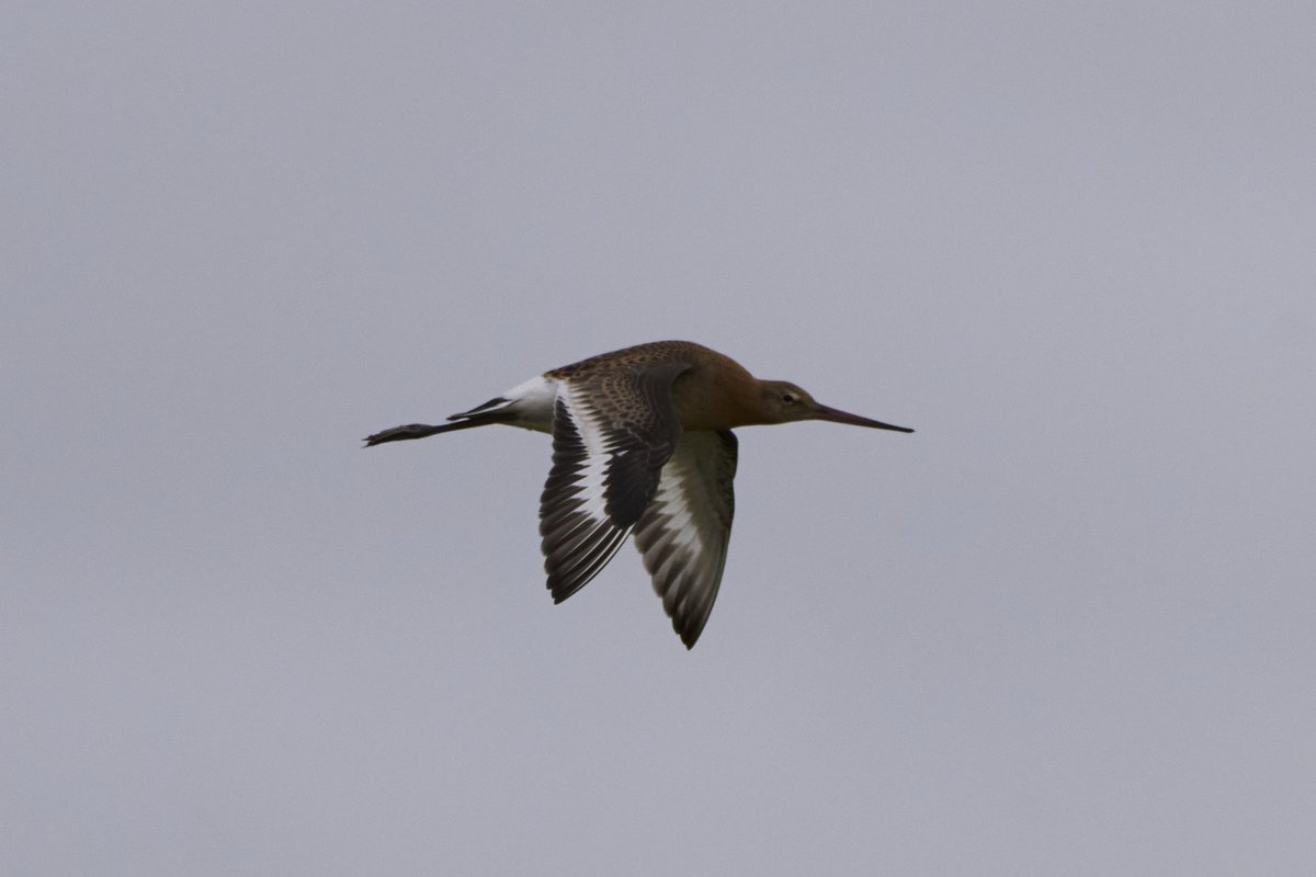 Judge_Burgess's tweet image. Black-Tailed Godwit, seen and photographed at Höfn í Hornafirði, #Iceland, on August 24, 2022. 📷👨‍⚖️🇮🇸 #Höfn #BirdPhotography #NaturePhotography