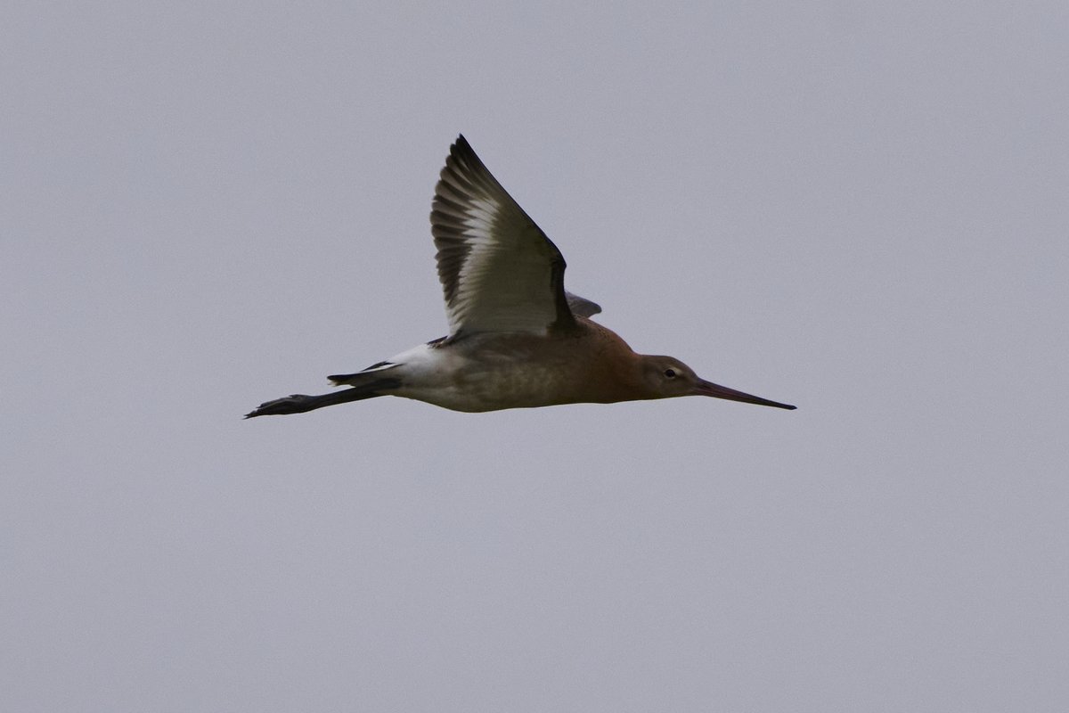 Judge_Burgess's tweet image. Black-Tailed Godwit, seen and photographed at Höfn í Hornafirði, #Iceland, on August 24, 2022. 📷👨‍⚖️🇮🇸 #Höfn #BirdPhotography #NaturePhotography